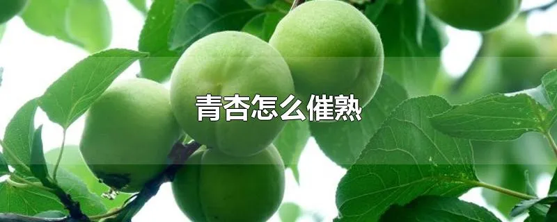 青杏怎么催熟