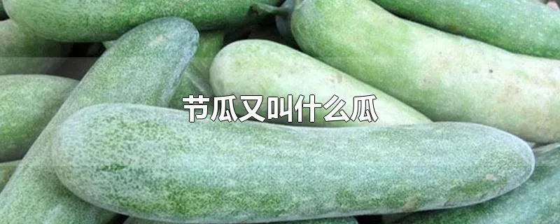 节瓜又叫什么瓜