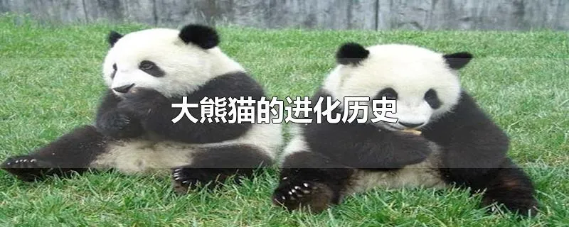 大熊猫的进化历史