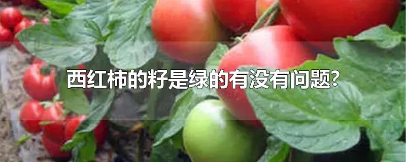 西红柿的籽是绿的有没有问题?
