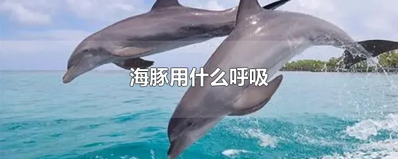 海豚用什么呼吸