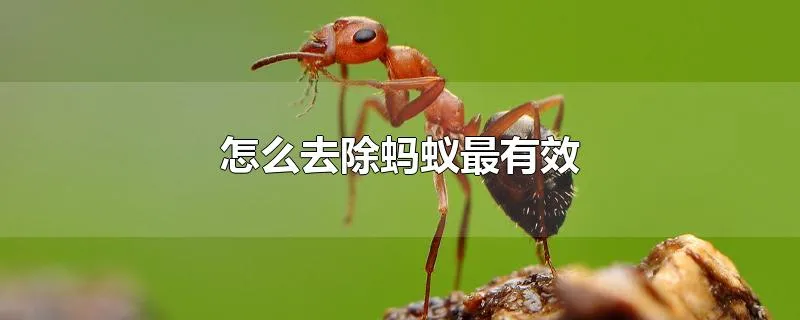 怎么去除蚂蚁最有效