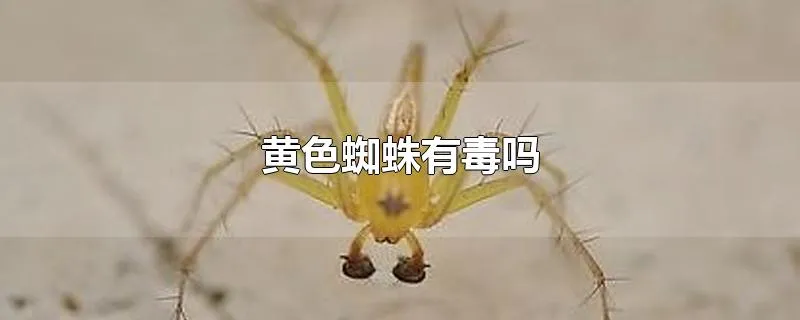黄色蜘蛛有毒吗