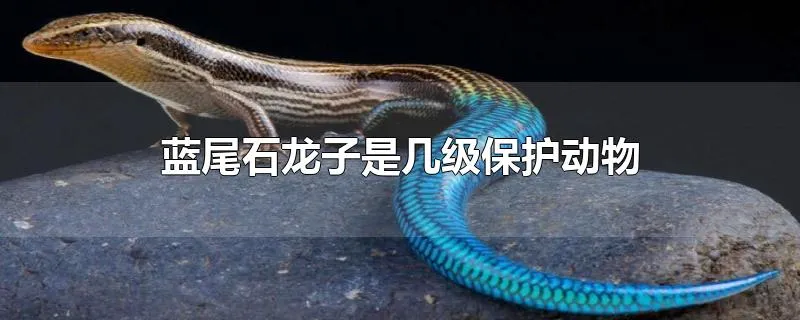 蓝尾石龙子是几级保护动物