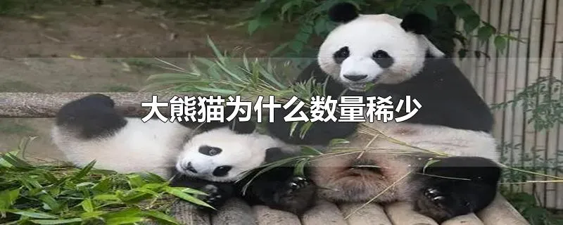 大熊猫为什么数量稀少