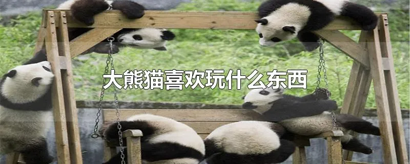 大熊猫喜欢玩什么东西