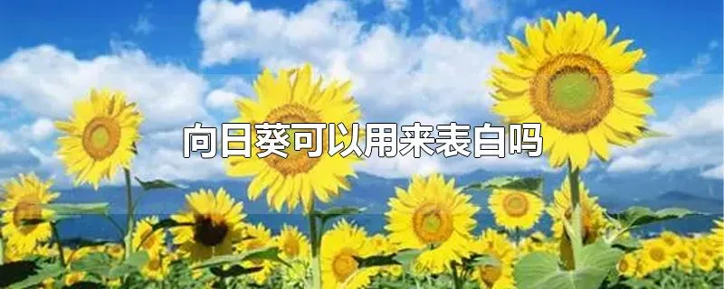 向日葵可以用来表白吗