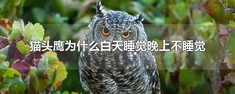 猫头鹰为什么白天睡觉晚上不睡觉