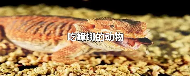 吃蟑螂的动物