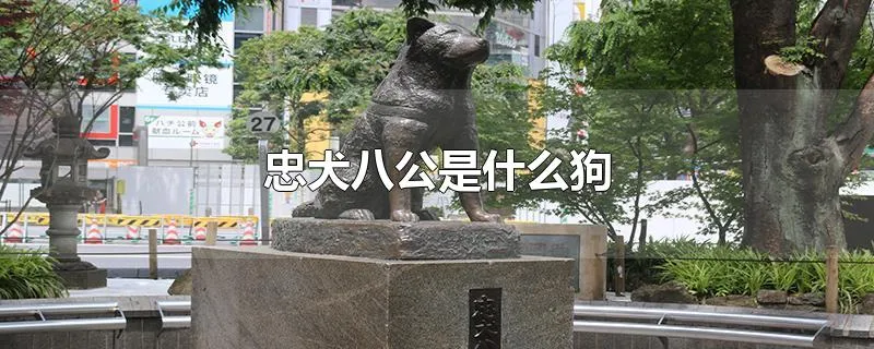 忠犬八公是什么狗