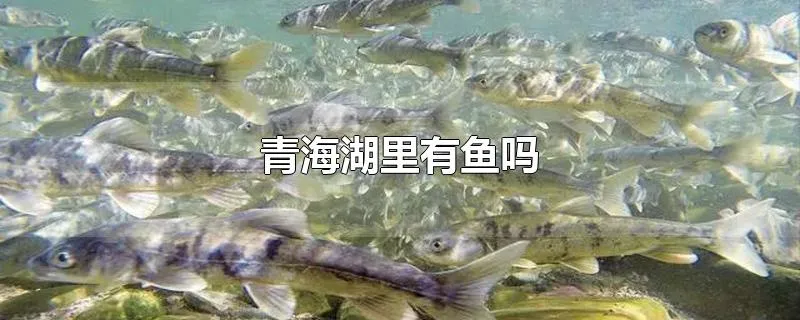 青海湖里有鱼吗