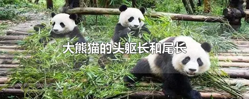 大熊猫的头躯长和尾长