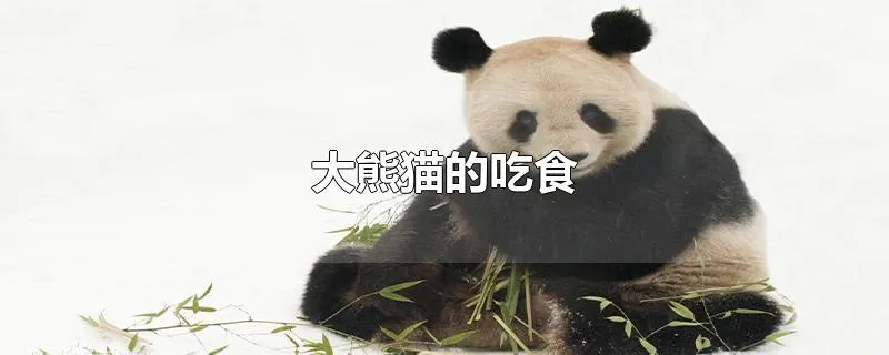 大熊猫的吃食