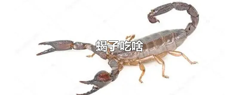 蝎子吃啥