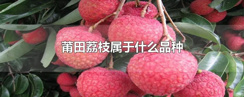 莆田荔枝属于什么品种