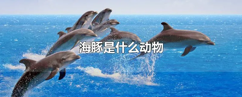 海豚是什么动物