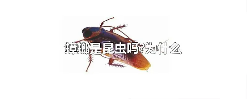 蟑螂是昆虫吗?为什么