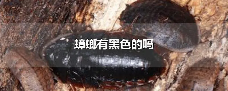 蟑螂有黑色的吗