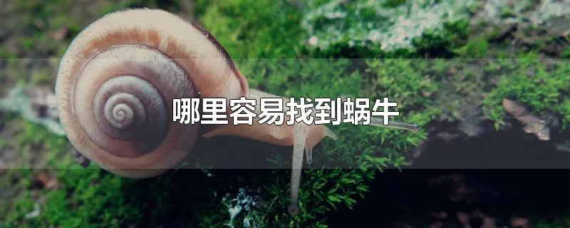 哪里容易找到蜗牛