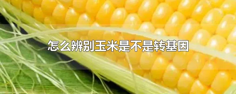 怎么辨别玉米是不是转基因