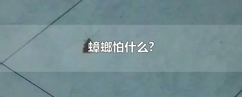 蟑螂怕什么?