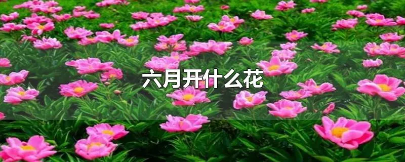 六月开什么花