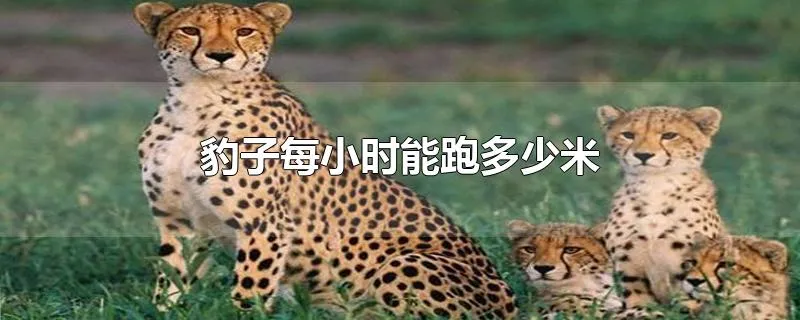 豹子每小时能跑多少米