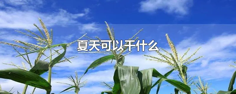 夏天可以干什么