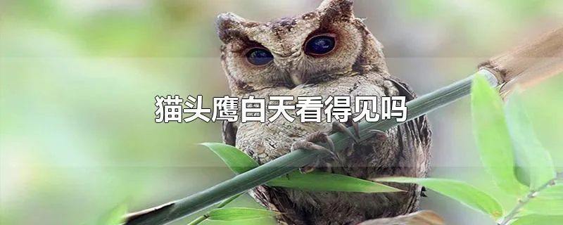 猫头鹰白天看得见吗