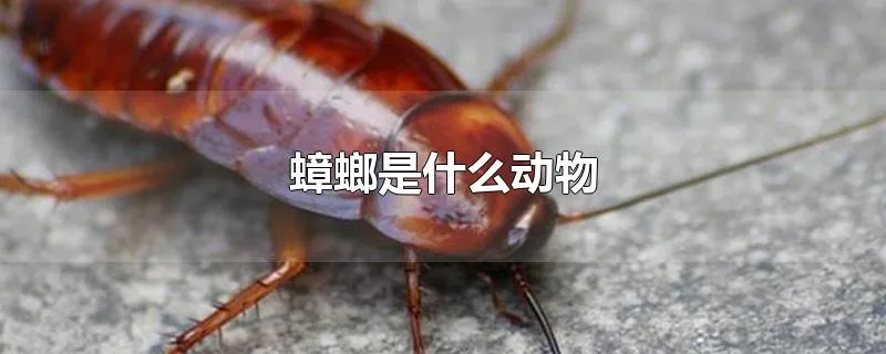 蟑螂是什么动物