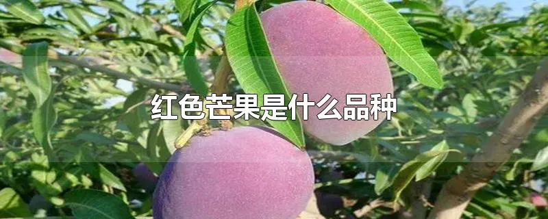 红色芒果是什么品种