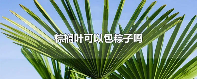 棕榈叶可以包粽子吗