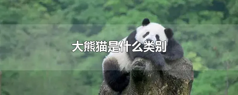 大熊猫是什么类别