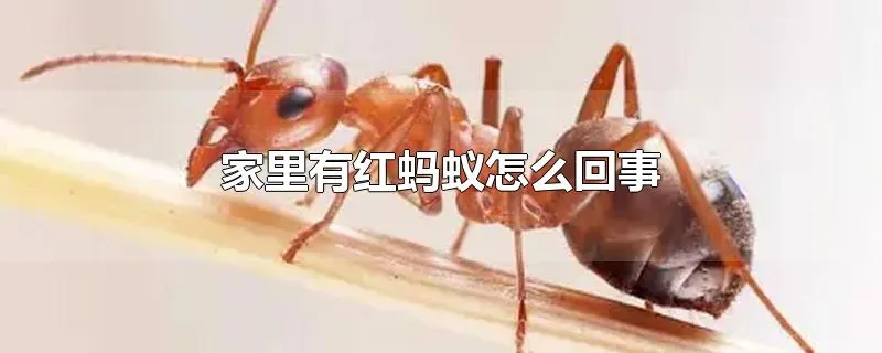 家里有红蚂蚁怎么回事