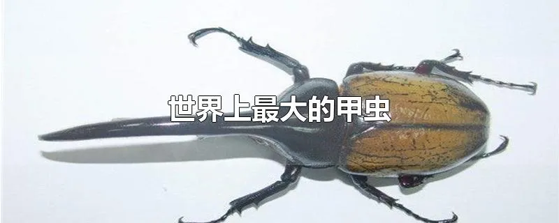 世界上最大的甲虫
