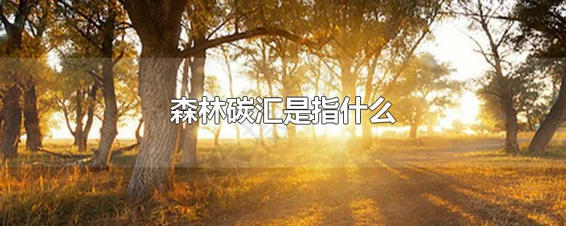 森林碳汇是指什么