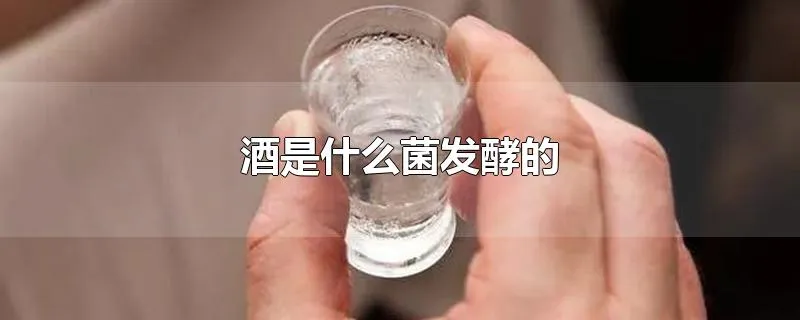 酒是什么菌发酵的