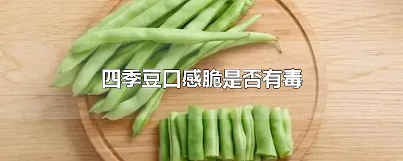 四季豆口感脆是否有毒