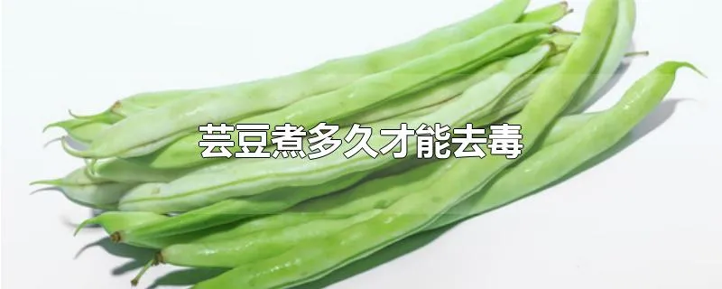 芸豆煮多久才能去毒