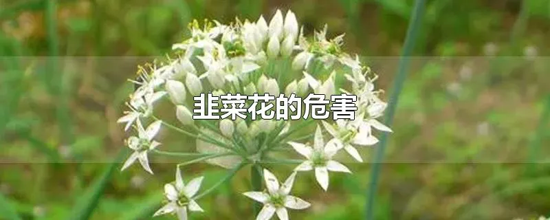 韭菜花的危害