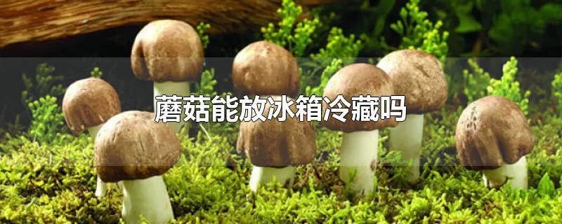 蘑菇能放冰箱冷藏吗