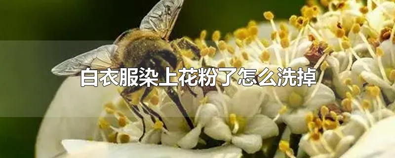 白衣服染上花粉了怎么洗掉