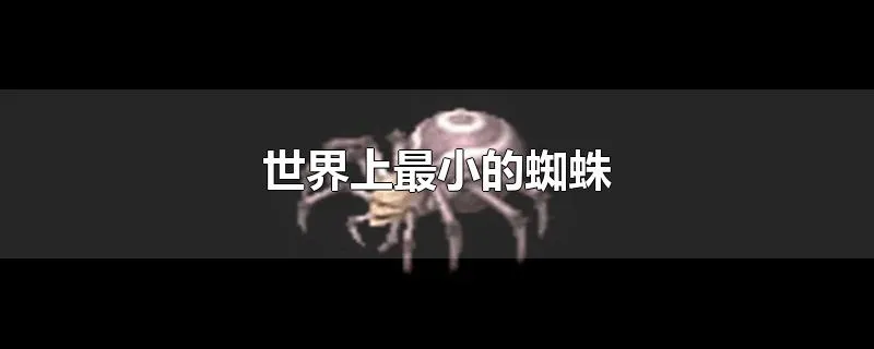 世界上最小的蜘蛛