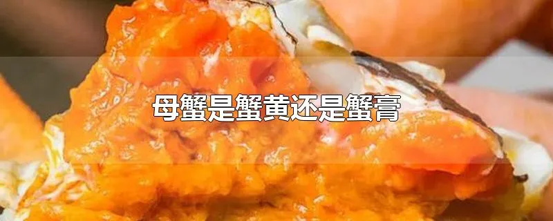 母蟹是蟹黄还是蟹膏