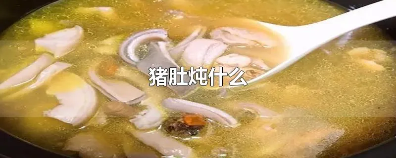 猪肚炖什么