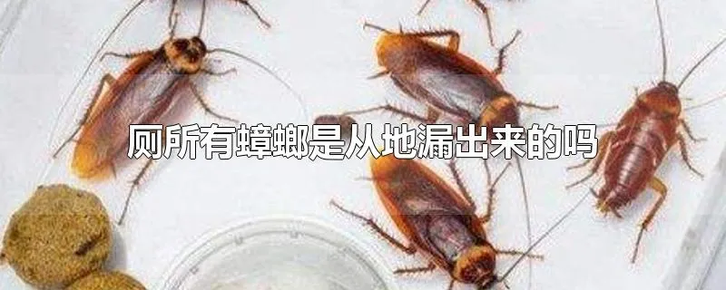 厕所有蟑螂是从地漏出来的吗