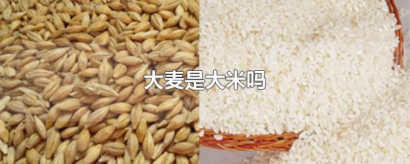 大麦是大米吗