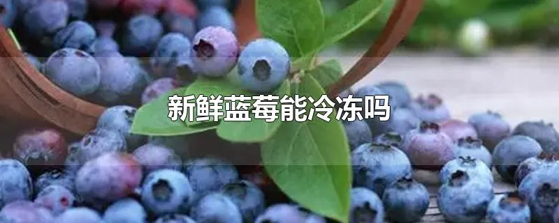 新鲜蓝莓能冷冻吗