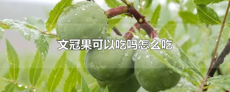 文冠果可以吃吗怎么吃