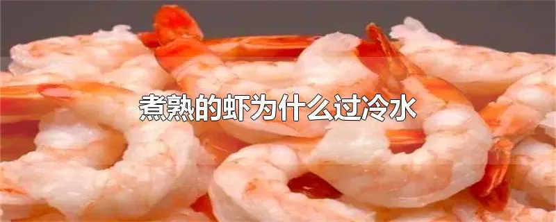 煮熟的虾为什么过冷水